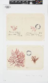 Plocamium cartilagineum image