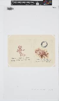 Plocamium cartilagineum image