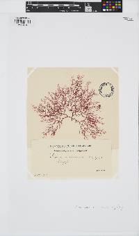 Plocamium cartilagineum image