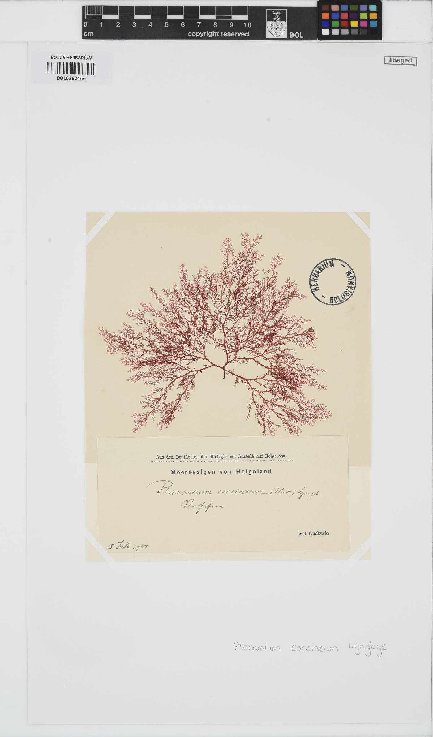 Plocamium cartilagineum image