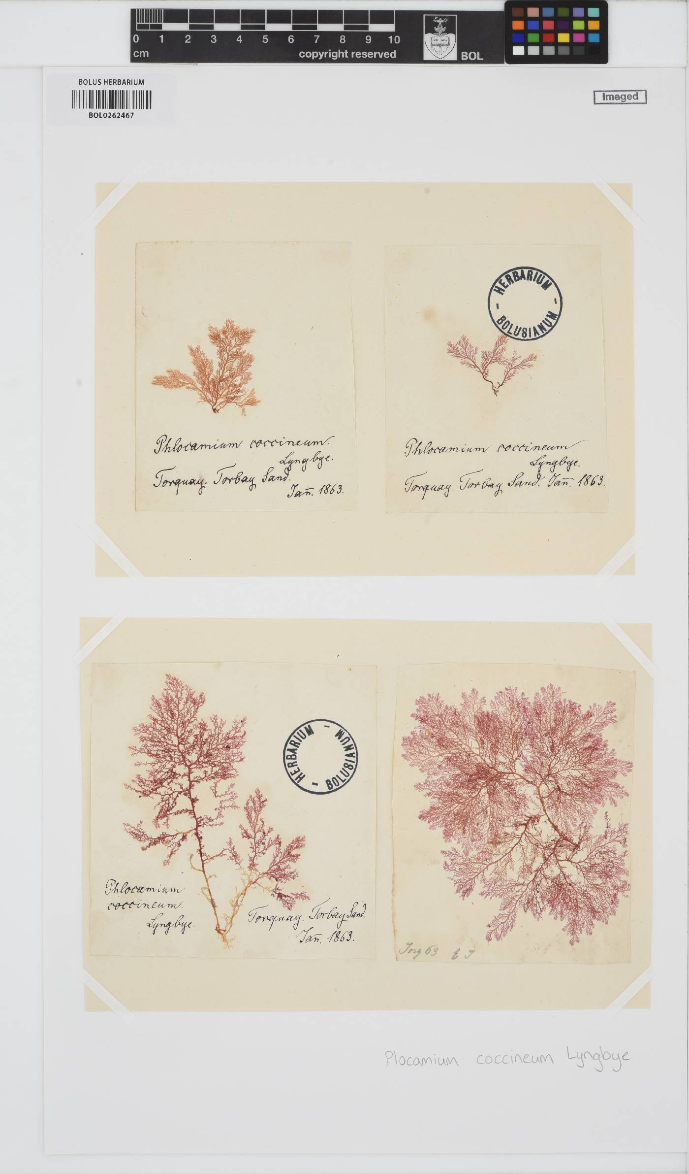 Plocamium cartilagineum image