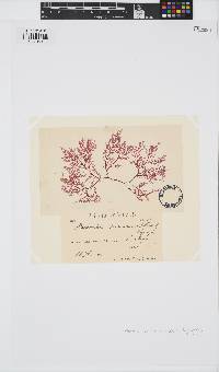 Plocamium cartilagineum image