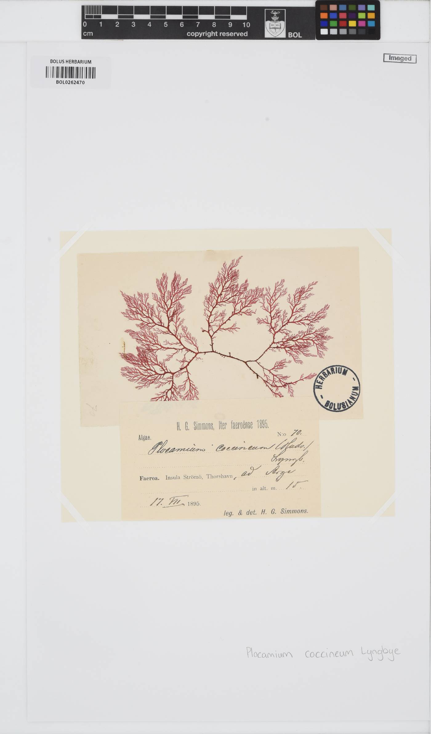Plocamium cartilagineum image
