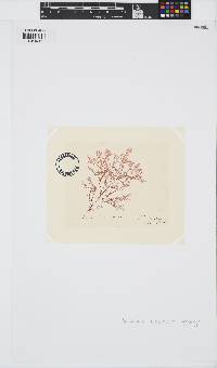 Plocamium cartilagineum image