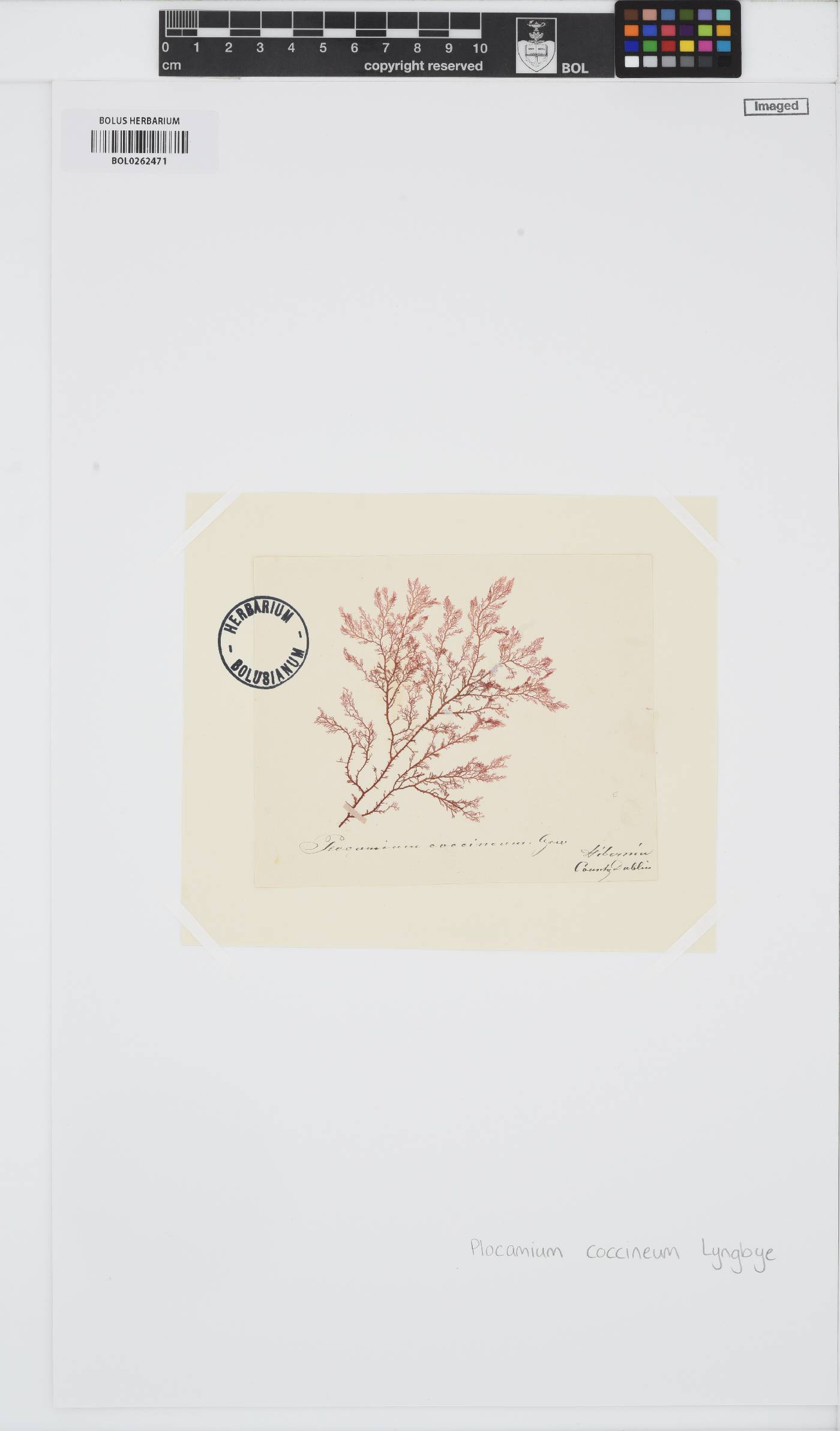 Plocamium cartilagineum image
