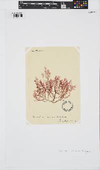 Plocamium cartilagineum image
