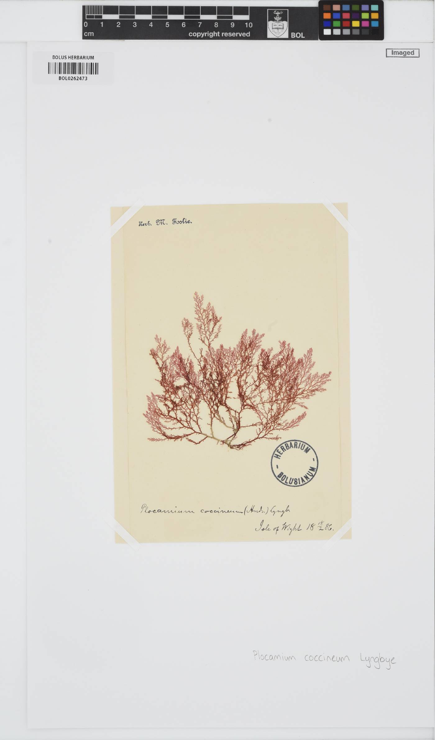 Plocamium cartilagineum image