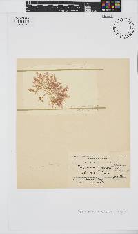 Plocamium cartilagineum image