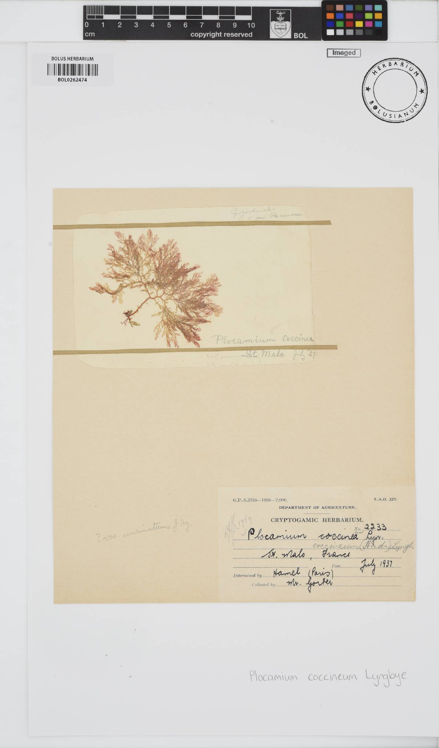 Plocamium cartilagineum image