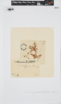 Plocamium angustum image