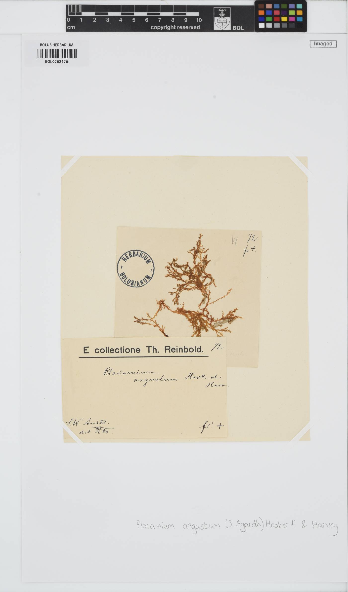 Plocamium angustum image