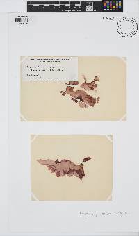 Pyropia perforata image
