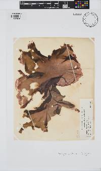 Pyropia perforata image