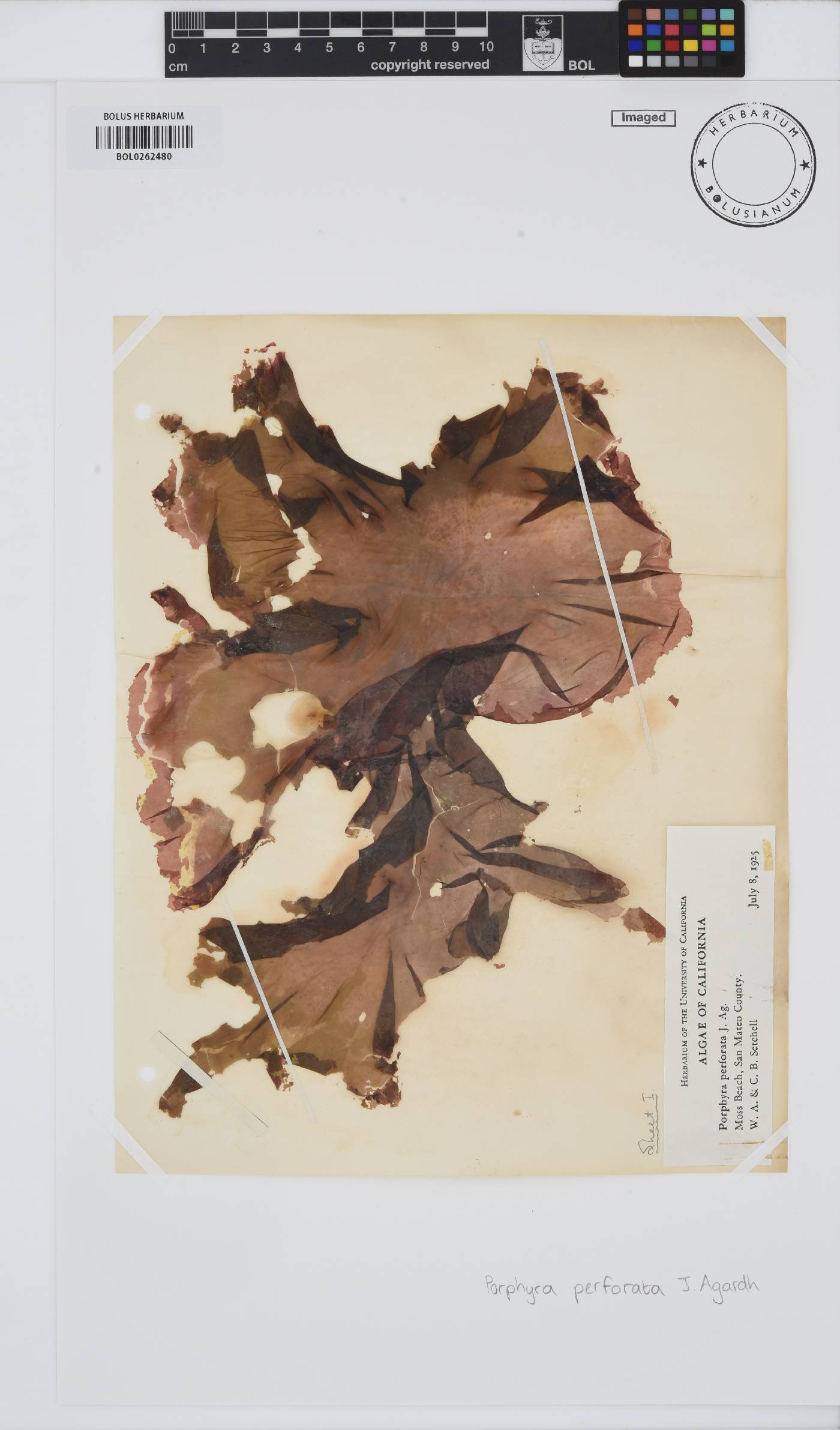 Pyropia perforata image