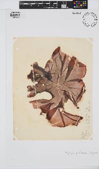 Pyropia perforata image