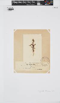Polyzonia elegans image