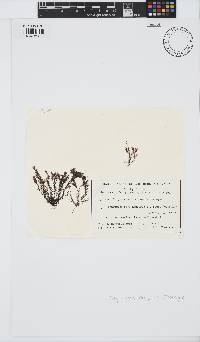 Vertebrata decipiens image