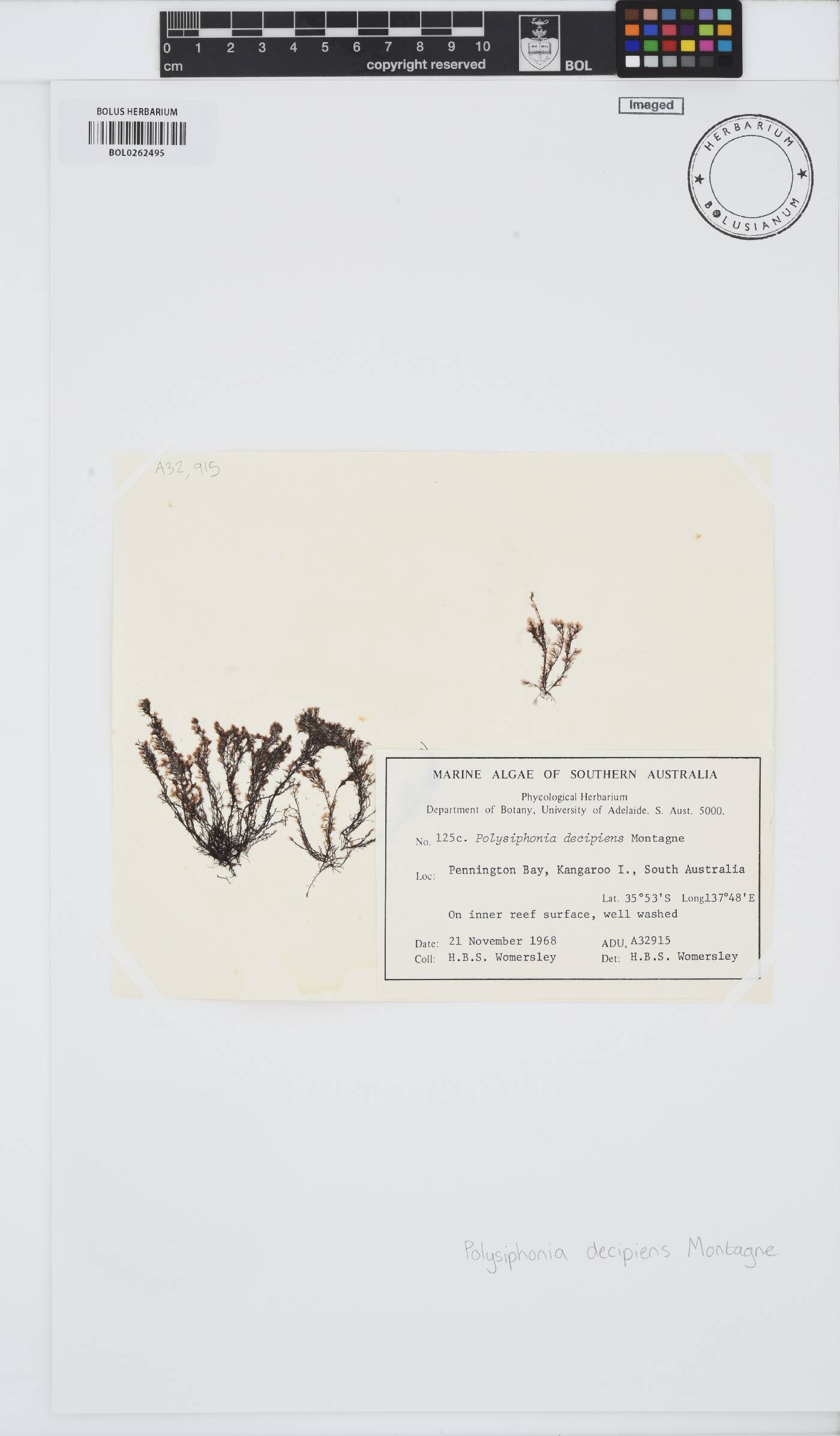 Vertebrata decipiens image