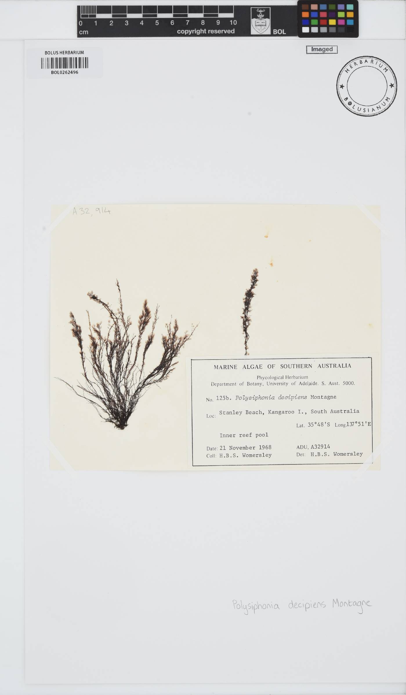 Vertebrata decipiens image