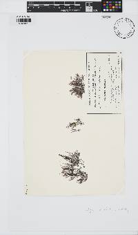 Melanothamnus infestans image