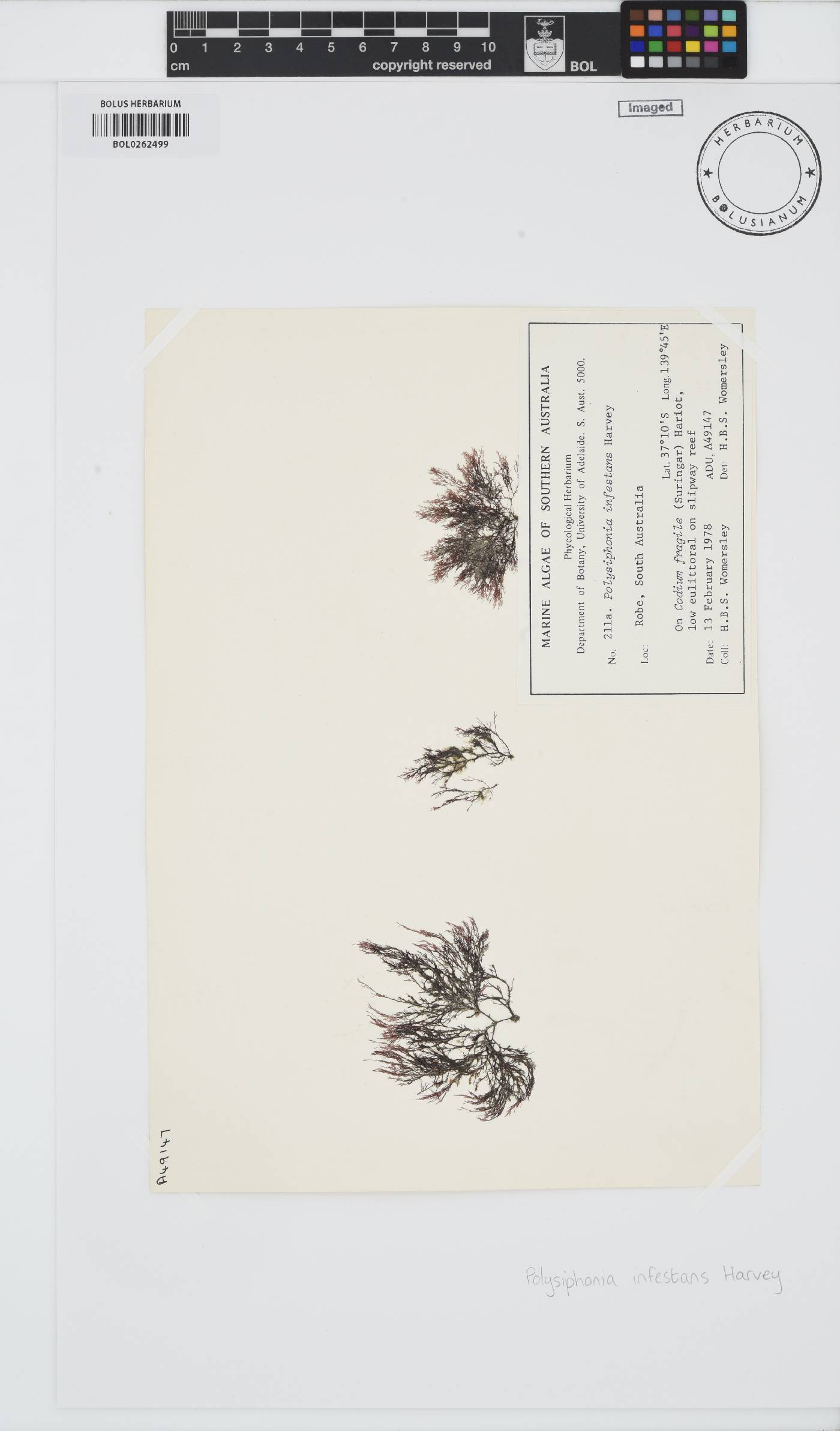 Melanothamnus infestans image