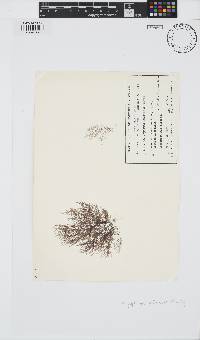 Melanothamnus infestans image
