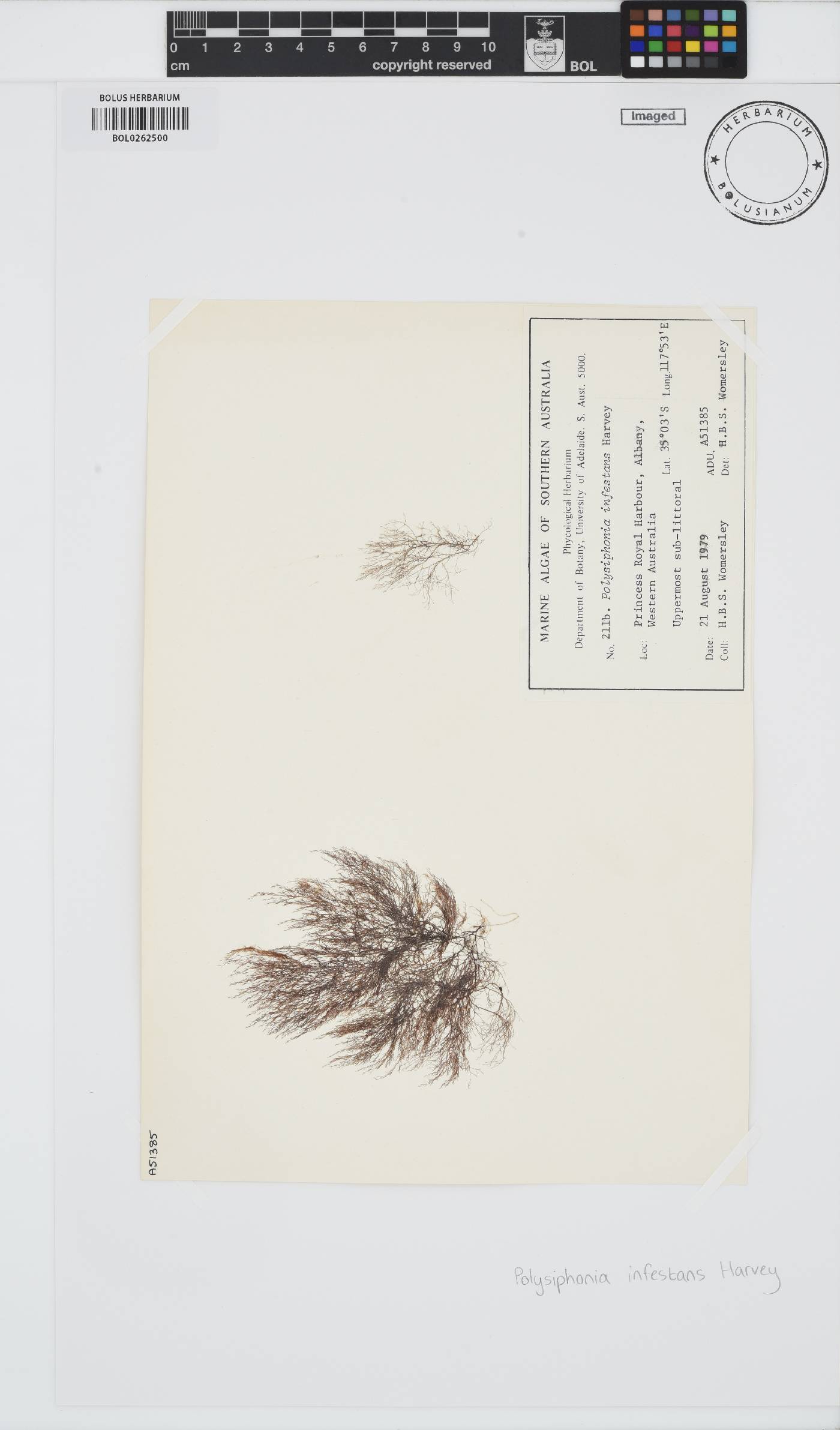 Melanothamnus infestans image