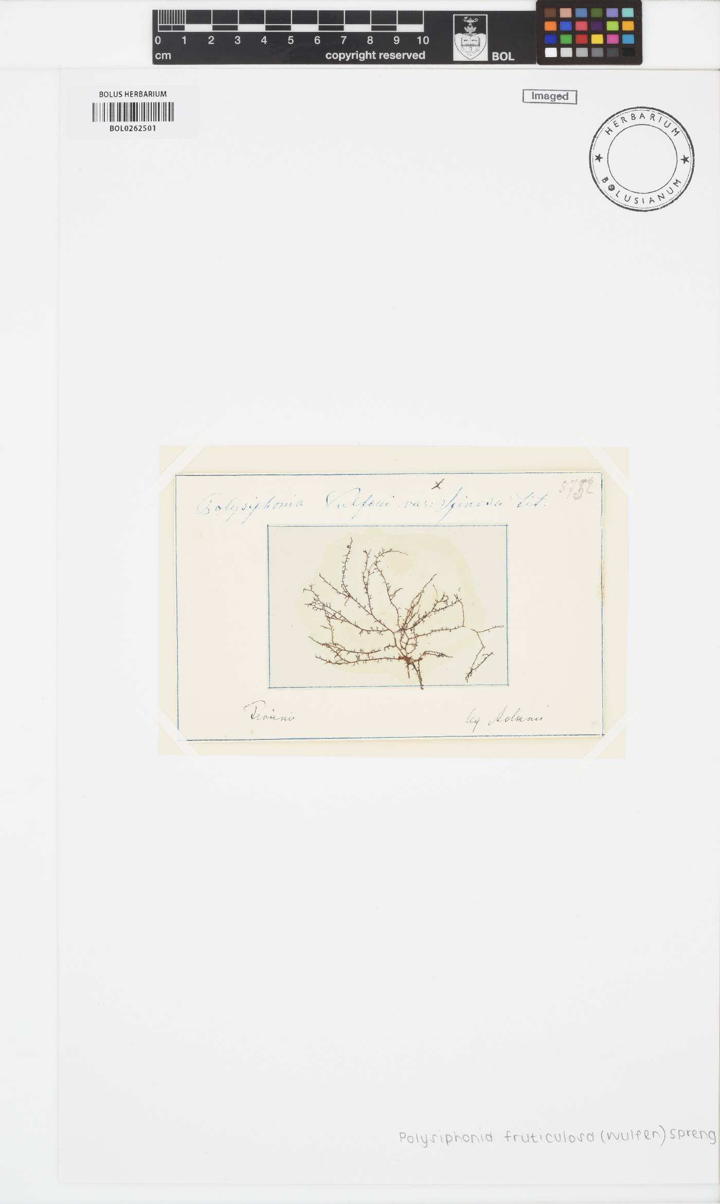 Vertebrata fruticulosa image