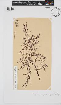 Carradoriella virgata image