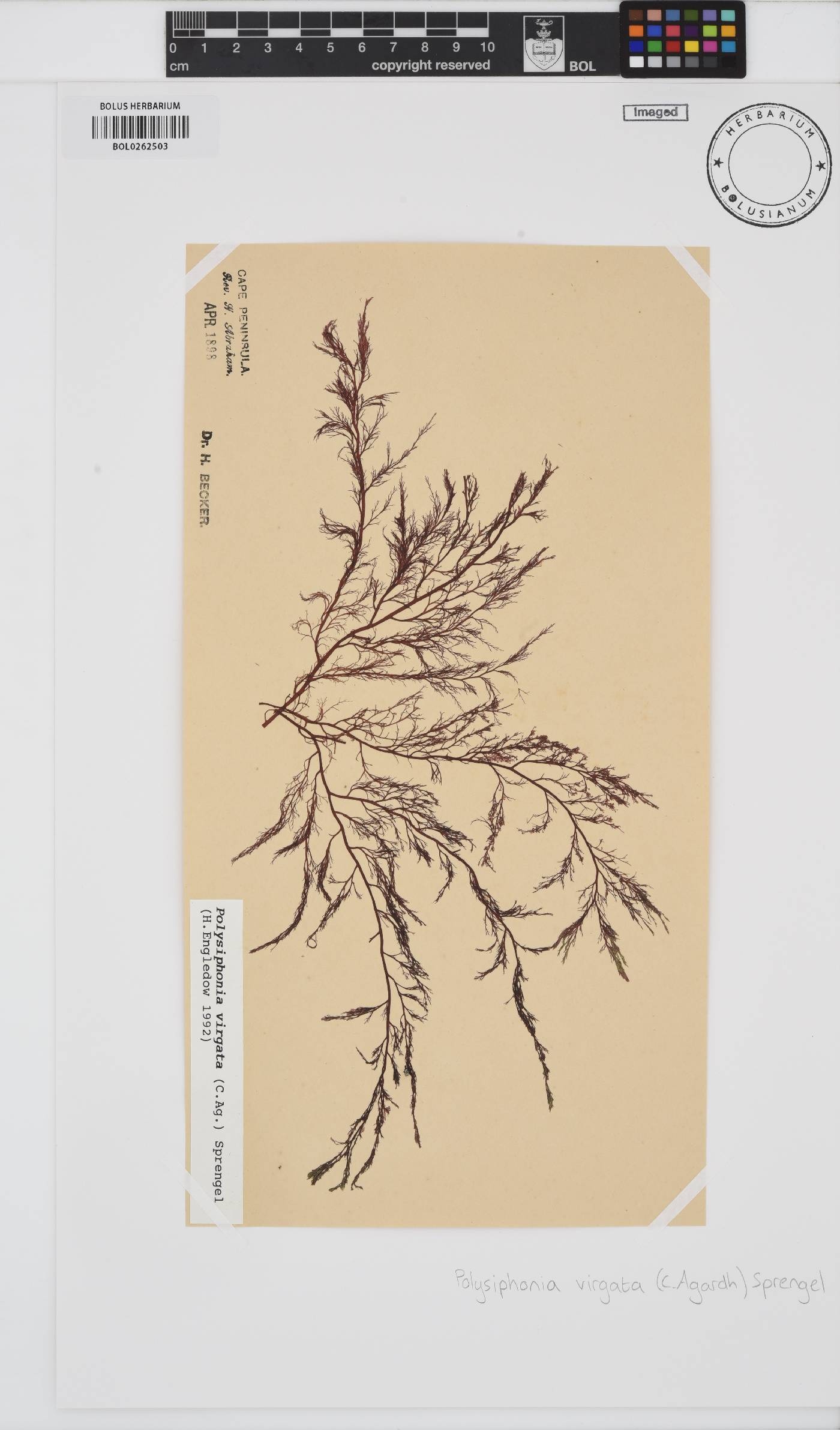 Carradoriella image