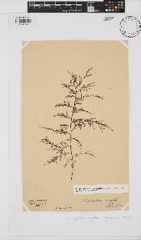 Carradoriella virgata image