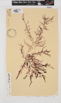 Carradoriella virgata image