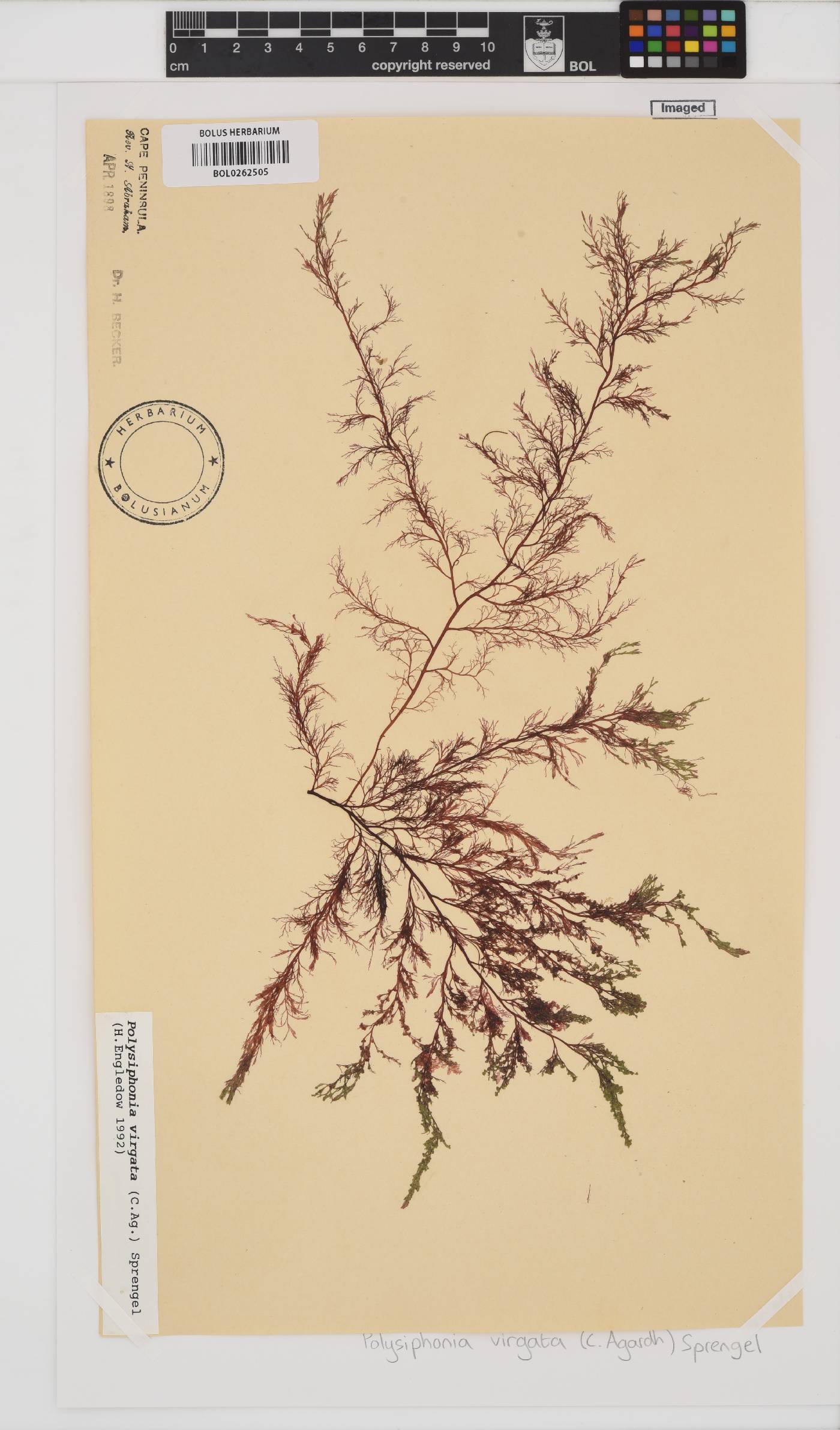 Carradoriella virgata image