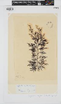 Carradoriella virgata image