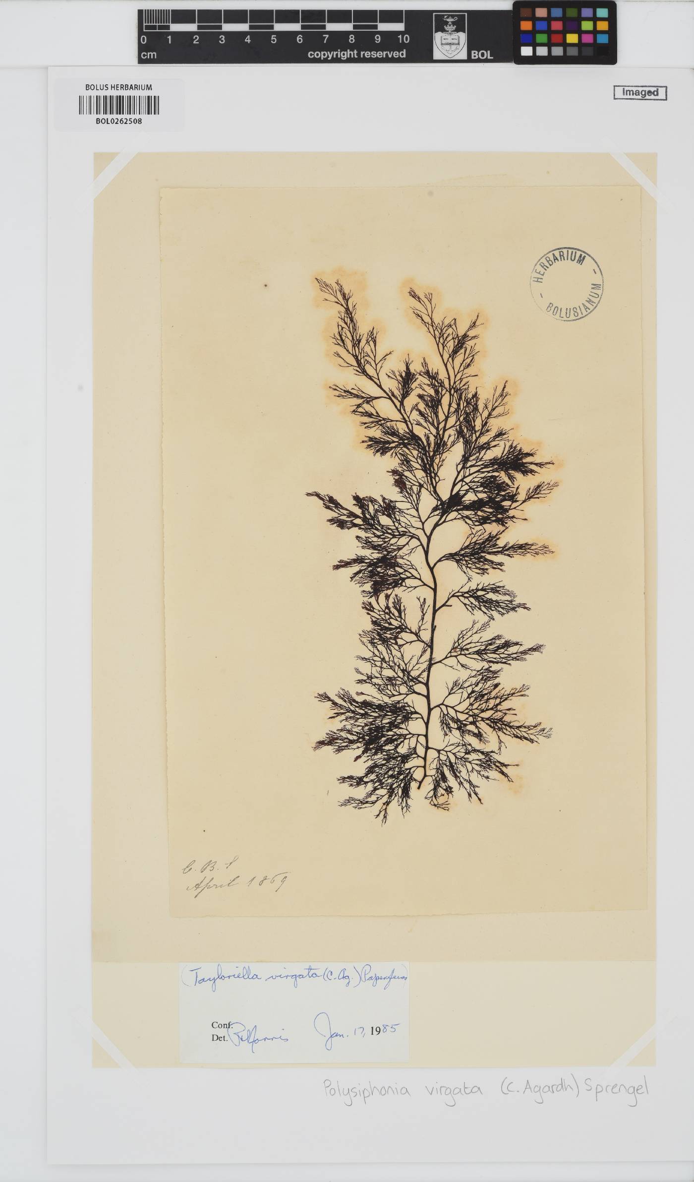 Carradoriella virgata image