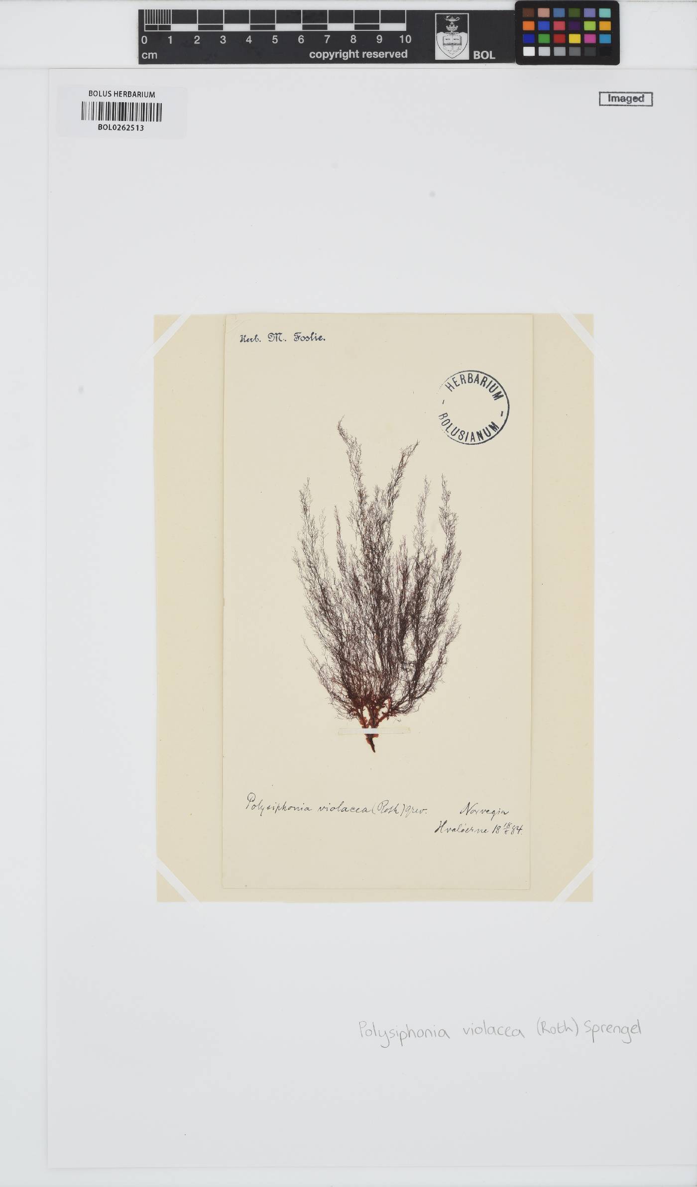Vertebrata fucoides image