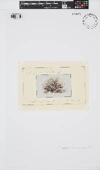 Lophosiphonia obscura image