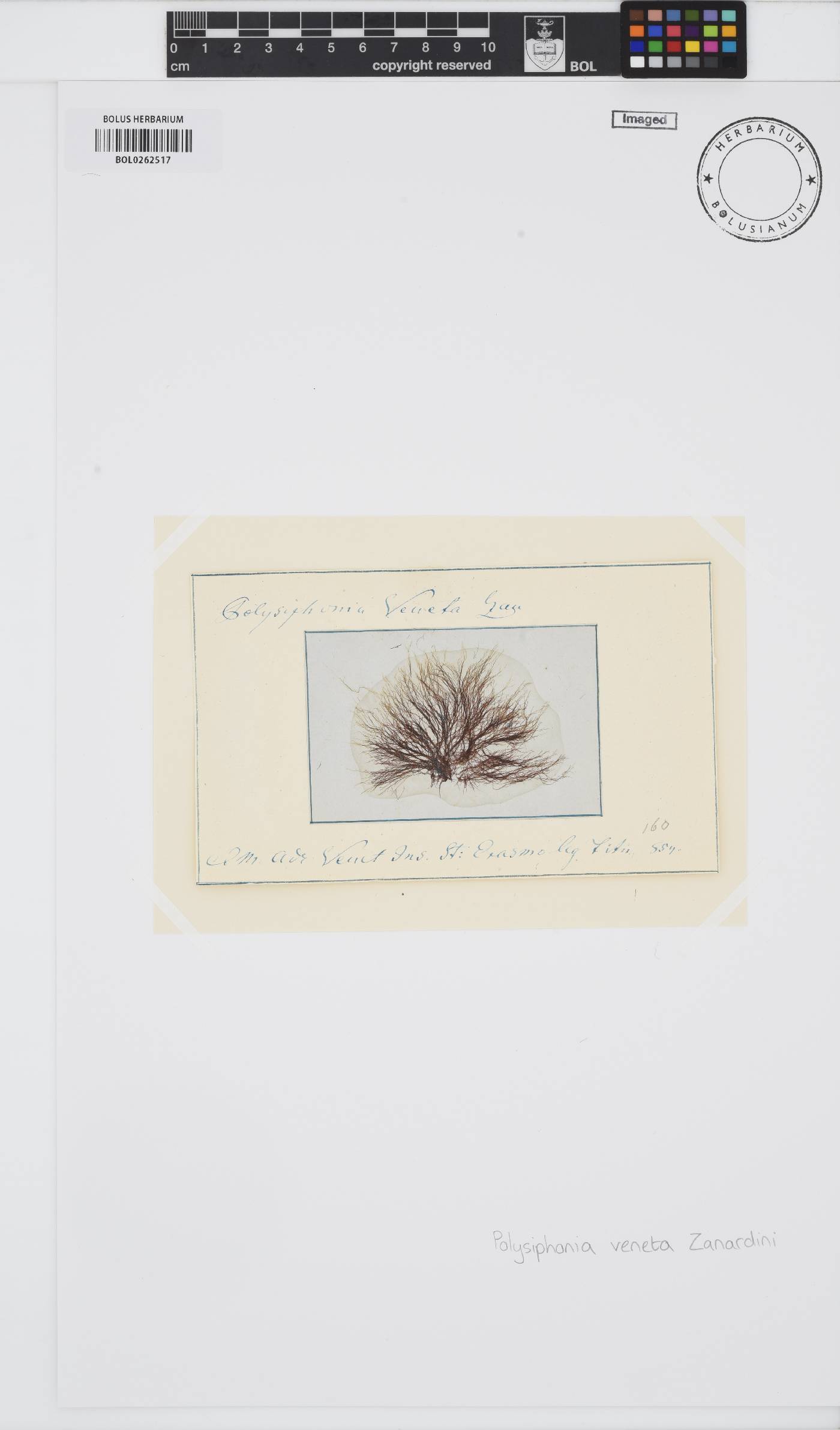 Lophosiphonia obscura image