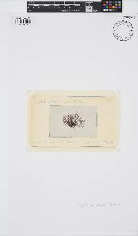 Lophosiphonia obscura image