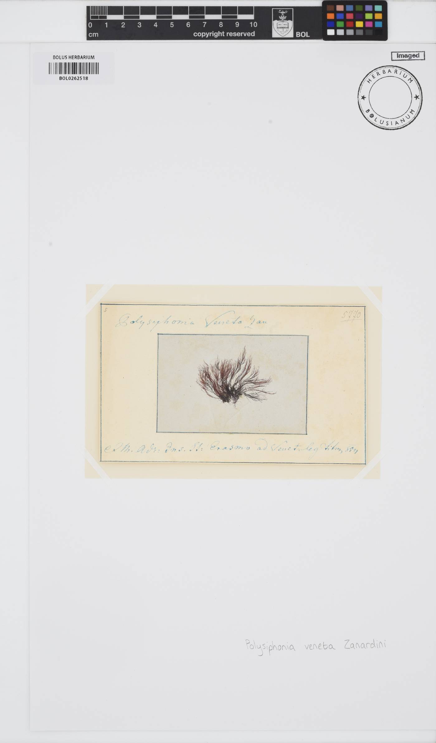 Lophosiphonia image