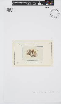 Carradoriella denudata image