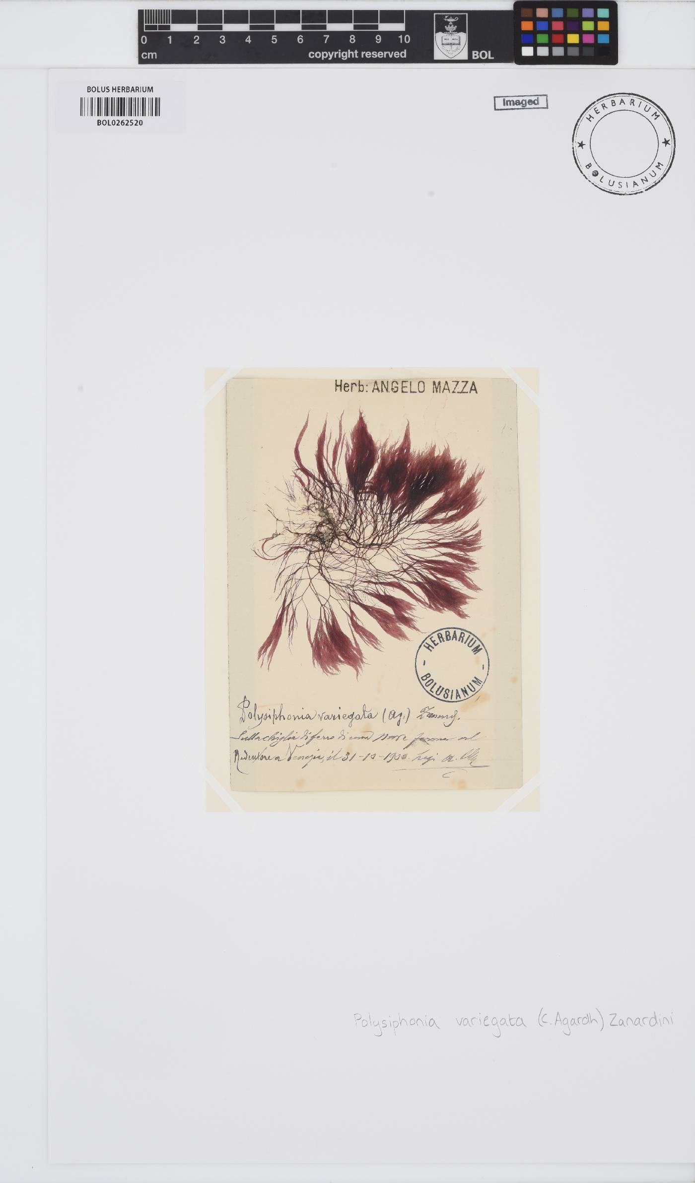 Carradoriella denudata image