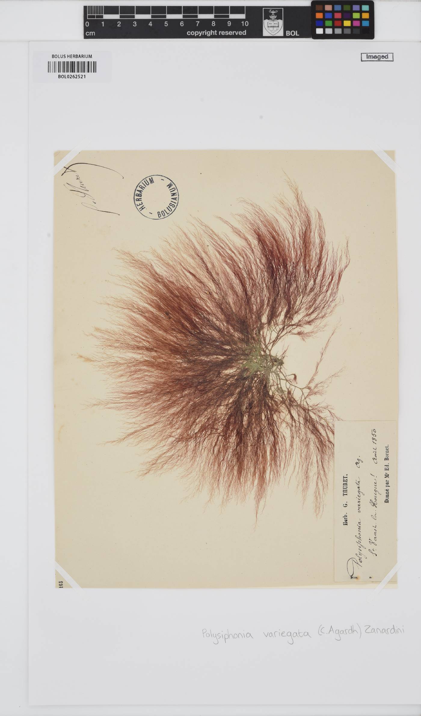 Carradoriella denudata image