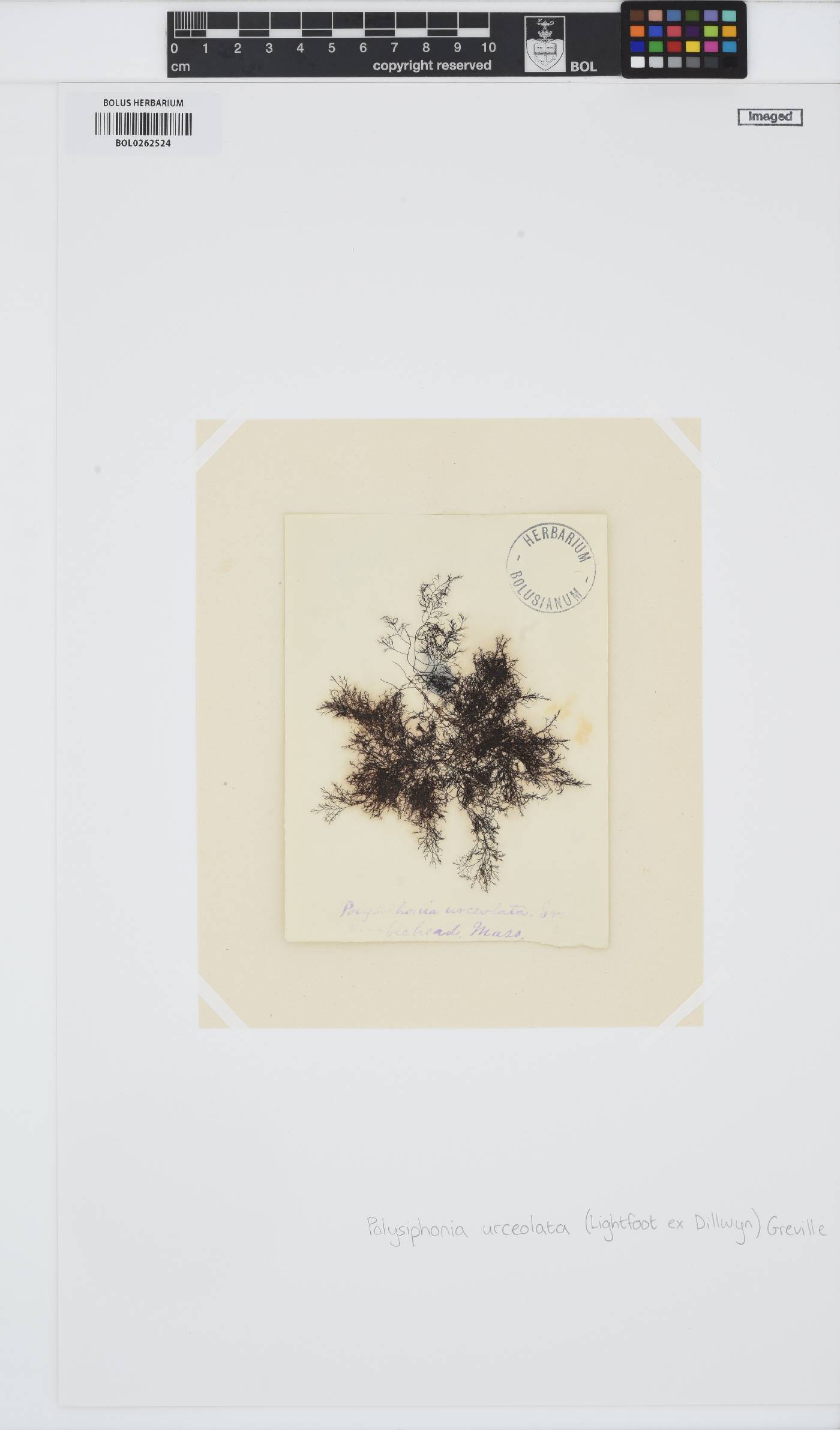 Polysiphonia stricta image