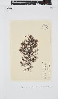 Polysiphonia stricta image