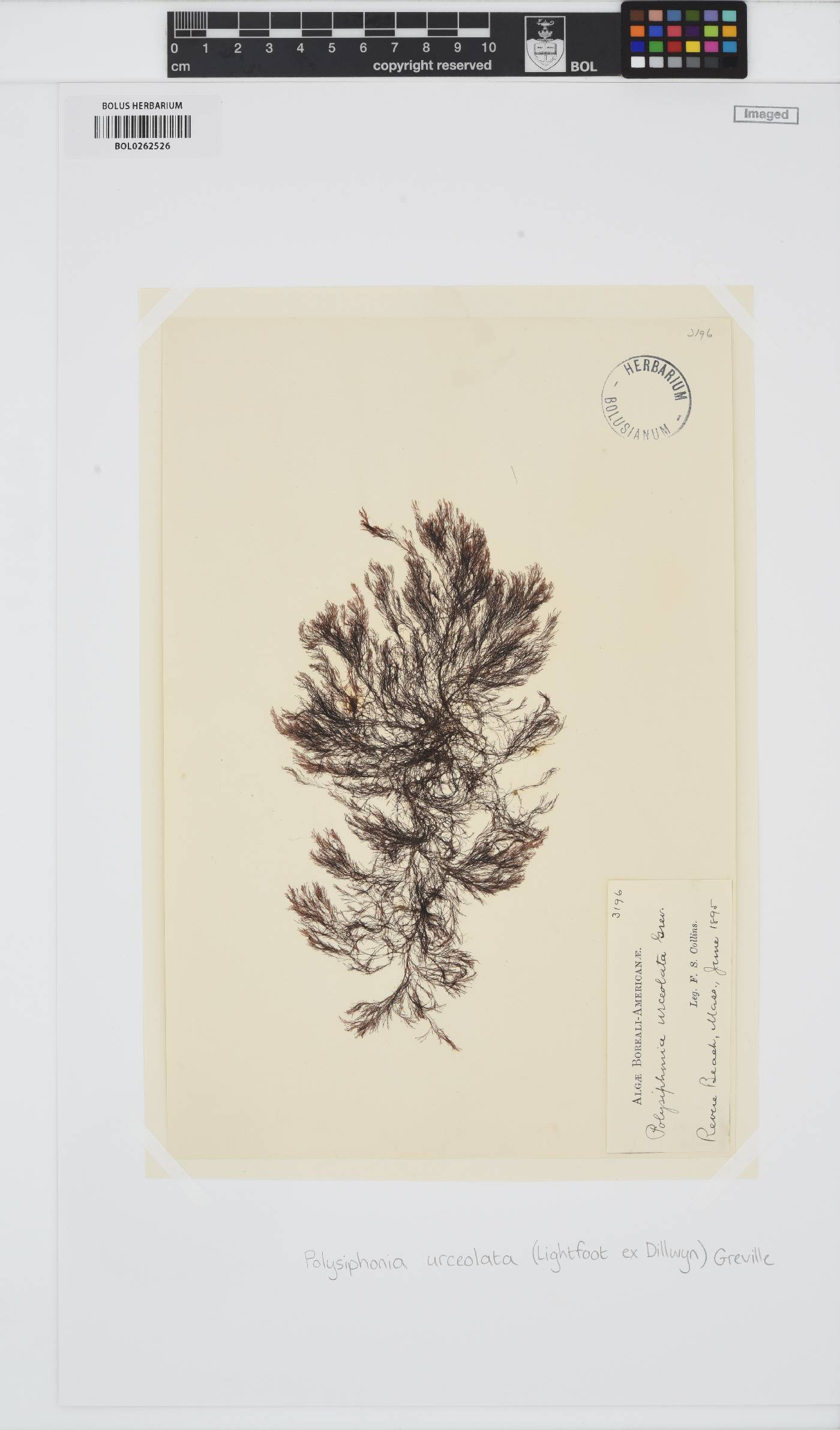 Polysiphonia stricta image
