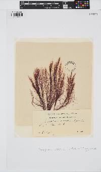 Polysiphonia stricta image