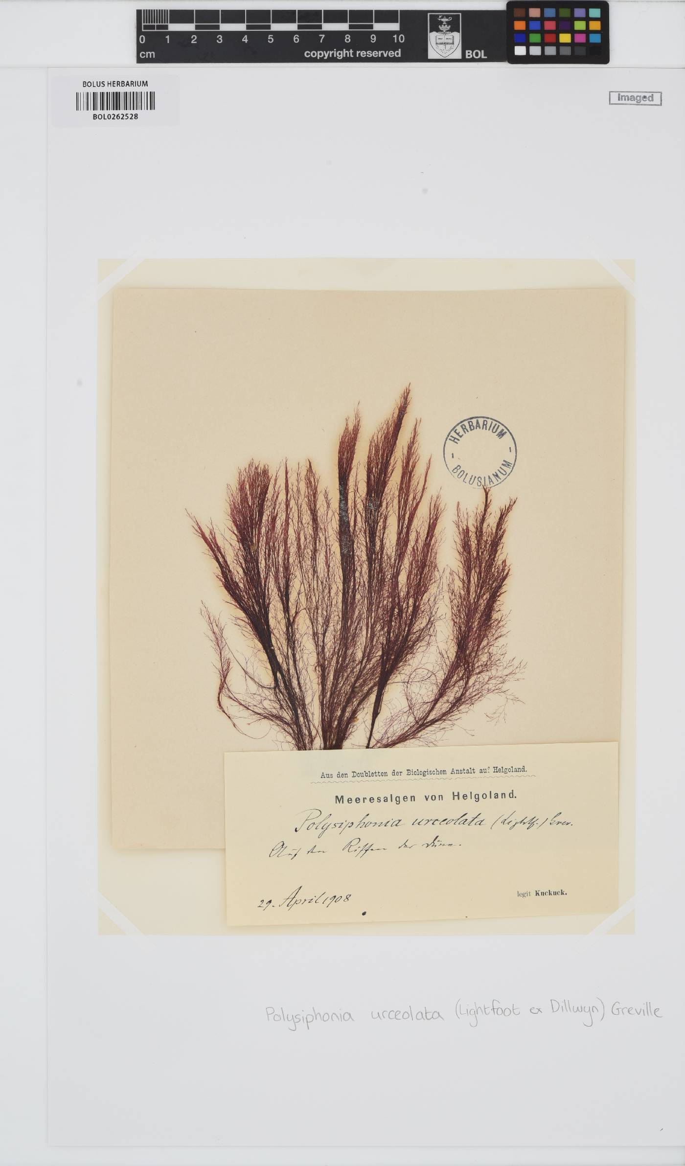 Polysiphonia stricta image