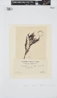 Polysiphonia stricta image