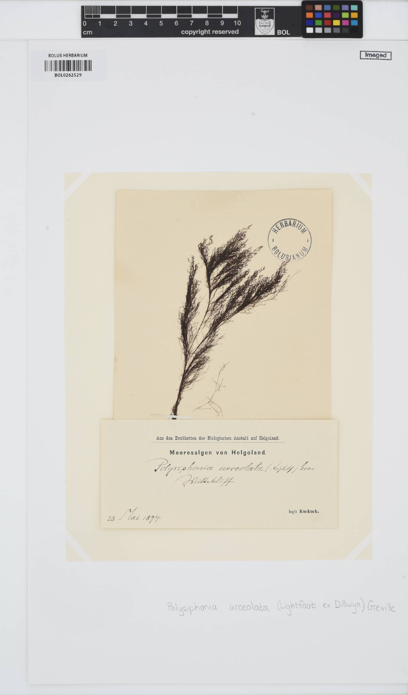 Polysiphonia stricta image